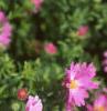 Aster dumosus 'Rosenwichtel', flowers