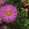 Aster dumosus 'Rosenwichtel', flowers