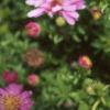 Aster dumosus 'Rosenwichtel', flowers