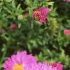 Aster dumosus 'Rosenwichtel', flowers