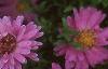 Aster dumosus 'Rosenwichtel', flowers