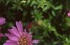Aster dumosus 'Rosenwichtel', flowers