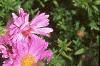 Aster dumosus 'Rosenwichtel', flowers