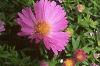 Aster dumosus 'Rosenwichtel', flowers
