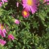 Aster dumosus 'Rosenwichtel', flowers