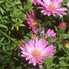 Aster dumosus 'Rosenwichtel', flowers