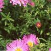 Aster dumosus 'Rosenwichtel', flowers