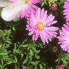 Aster dumosus 'Rosenwichtel', flowers