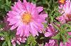 Aster dumosus 'Rosenwichtel', flowers