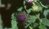 Aster x frikartii 'Monch', flowers