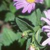 Aster x frikartii 'Monch', flowers