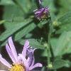 Aster x frikartii 'Monch', flowers