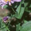 Aster x frikartii 'Monch', flowers