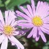 Aster x frikartii 'Monch', flowers