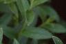 Aster x frikartii 'Monch', flowers