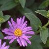 Aster x frikartii 'Monch', flowers