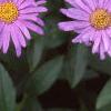 Aster x frikartii 'Monch', flowers