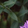 Aster x frikartii 'Monch', flowers