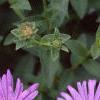Aster x frikartii 'Monch', flowers