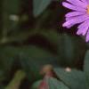 Aster x frikartii 'Monch', flowers