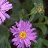 Aster x frikartii 'Monch', flowers