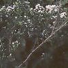 Ionactis linariifolia, habit