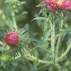Symphyotrichum novae-angliae, flowers