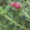 Symphyotrichum novae-angliae, flowers