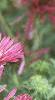 Symphyotrichum novae-angliae, flowers