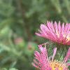 Symphyotrichum novae-angliae, flowers