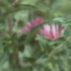 Symphyotrichum novae-angliae, flowers