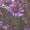 Symphyotrichum novae-angliae, flowers