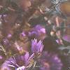 Symphyotrichum novae-angliae, flowers