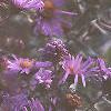 Symphyotrichum novae-angliae, flowers