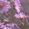 Symphyotrichum novae-angliae, flowers