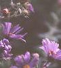 Symphyotrichum novae-angliae, flowers