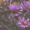 Symphyotrichum novae-angliae, flowers