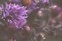Symphyotrichum novae-angliae, flowers