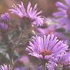 Symphyotrichum novae-angliae, flowers