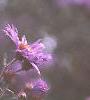 Symphyotrichum novae-angliae, flowers