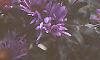 Symphyotrichum novae-angliae, flowers
