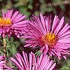 Symphyotrichum novae-angliae, flowers