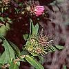 Symphyotrichum novae-angliae, flowers