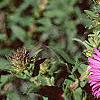 Symphyotrichum novae-angliae, flowers
