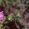 Symphyotrichum novae-angliae, flowers