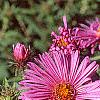 Symphyotrichum novae-angliae, flowers
