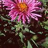 Symphyotrichum novae-angliae, flowers