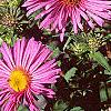 Symphyotrichum novae-angliae, flowers