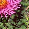 Symphyotrichum novae-angliae, flowers