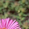 Symphyotrichum novae-angliae, flowers